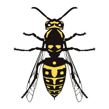 Eşek arısı yırtıcı bir böcektir. Kanatları ve iğnesi olan siyah ve sarı bir böcek. Tasarım ve web için beyaz bir arkaplanda izole edilmiş vektör illüstrasyonu.