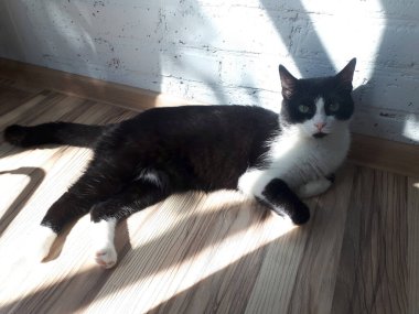 Genç siyah beyaz bir kedi, beyaz tuğla bir duvarın karşısında güneşin tadını çıkarıyor. Güzel bir evcil kedi..