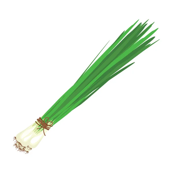 ロープで結ばれた緑のタマネギの束 独立成分としての調理や調味料として使用される便利でおいしい植物 デザインとウェブのための白い背景に隔離されたベクトルイラスト — ストックベクタ