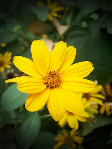 Heliopsisは アスタリスク科の多年生草本植物の属です 暗地に鮮やかな黄色の花を咲かせます — ストック写真