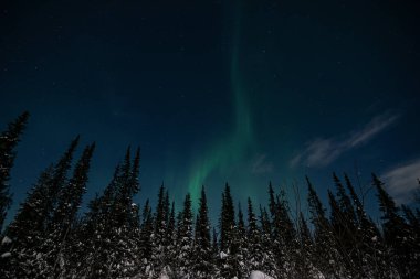 Akşam ormanı karların altında yıldızlı gökyüzünün arka planında