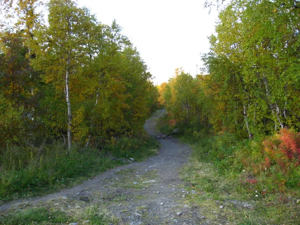Outono, paisagem da floresta, floresta, — Fotografia de Stock
