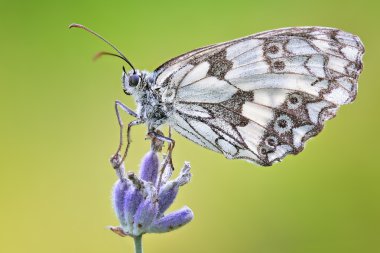 Melanargia galathea güzel Lehçe kelebek doğal ışık üzerinde
