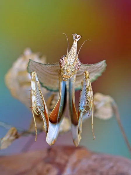 Idolomantis diabolica ritratto macro — Foto Stock