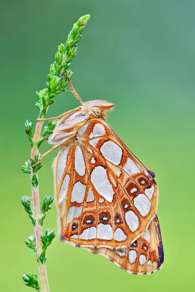 Královna Španělska makro Butterfly (Issoria lathonia) — Stock fotografie