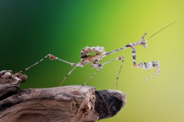 Sibylla pretiosa Imago makro yetişkin Mantis