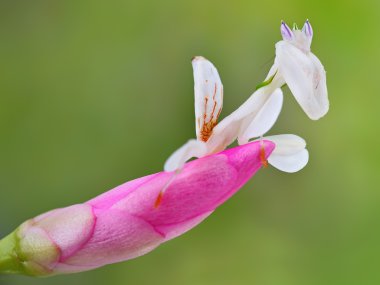 Hymenopus coronatus perisi L5 makro çiçek