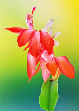 Hymenopus coronatus perisi L5 makro çiçek