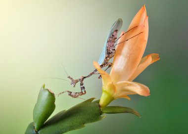 Sibylla pretiosa Imago makro yetişkin Mantis