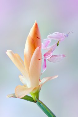 Hymenopus coronatus makro pembe alt Imago perisi orkide Mantis şaşırtıcı, 