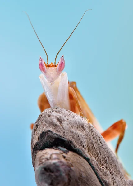 Hymenopus coronatus nimfa makró — Stock Fotó