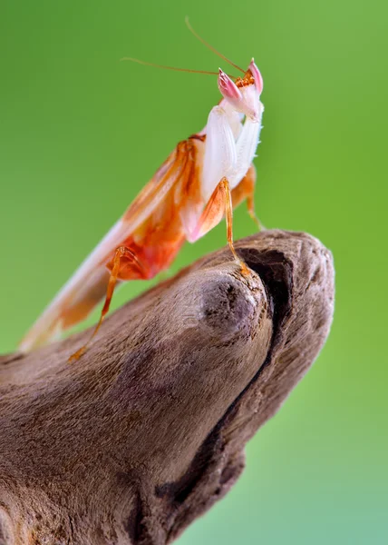 Coronatus Hymenopus nimfa makro — Zdjęcie stockowe
