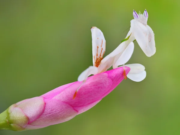 Hymenopus coronatus nymfa L5 makro na květ — Stock fotografie