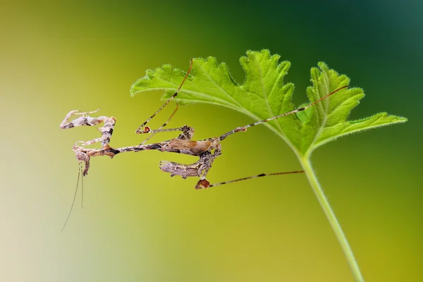 Sibylla pretiosa imago macro de mantis adulta —  Fotos de Stock