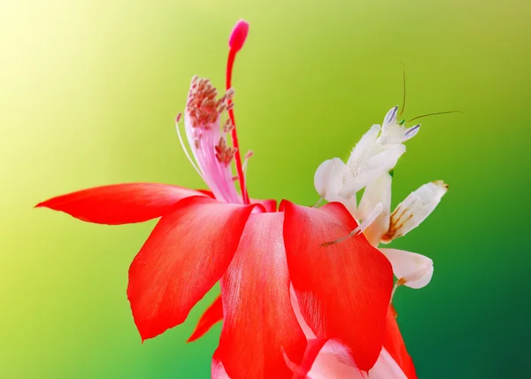 Hymenopus coronatus nymph L5 макрос на квітці — стокове фото