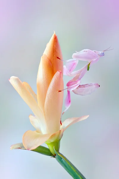 Hymenopus coronatus macro, απίστευτο ροζ υπο imago νύμφη της mantis ορχιδέα — Φωτογραφία Αρχείου