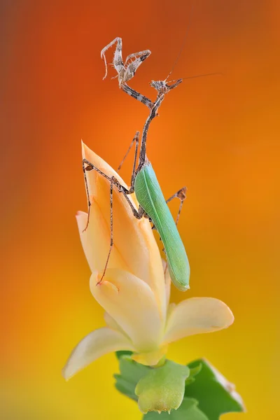Sibylla pretiosa imago macro de mantis adulto — Fotografia de Stock