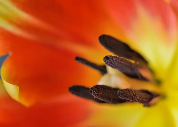 Червона квітка тюльпан макро крупним планом — стокове фото