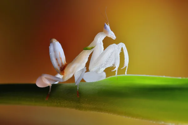 Hymenopus coronatus makró, csodálatos sub imago nimfa az orchidea Sáska — Stock Fotó