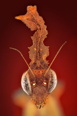 Yetişkin erkek Phyllocrania Paradoxa peygamber devesi