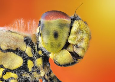 Güzel kırmızı yusufçuk