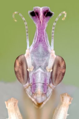 Idolomantis diabolica portre makro 