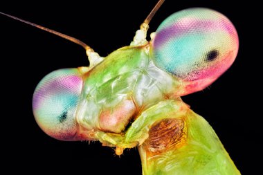 Prohierodula picta mantis makro siyah arka plan üzerine