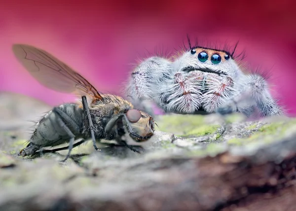 Phidippus regius macro natuurlijke — Stockfoto