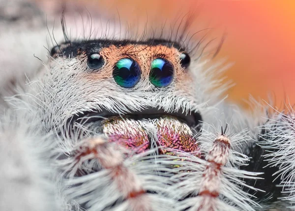 Phidippus regius makro naturliga — Stockfoto