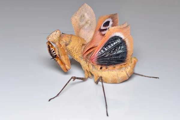 Deroplatys Lobata - дорослий mantis хотів, щоб налякати мене — стокове фото