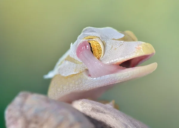 Gekko gecko de macro vittatus — Fotografia de Stock