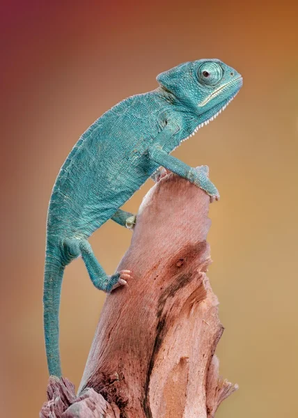 Chamaeleo calyptratus makro naturalny — Zdjęcie stockowe