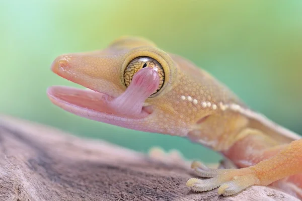 Gekko gecko de macro vittatus — Fotografia de Stock