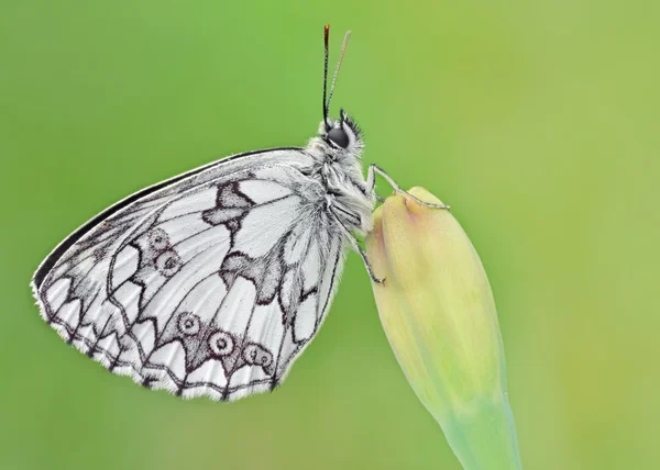 Melanargia galathea 美丽波兰蝴蝶上自然光线 — 图库照片