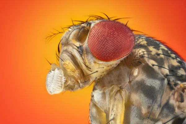 Ekstremalne muszki owocowej Drosophila melanogaster bliska makro — Zdjęcie stockowe