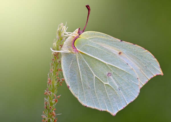 Gonepteryx rhamni amazing polish butterfly 