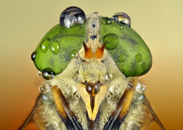 Ampliação extremamente acentuada e detalhada da mosca do cavalo Tabanidae — Fotografia de Stock