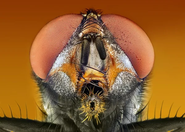 Extreme sharp and detailed macro portrait of fly microskopy stack — Stock Photo, Image