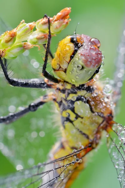 Schöne rote Libelle — Stockfoto