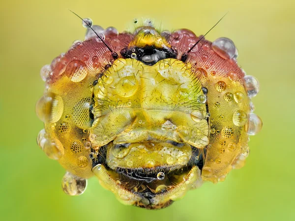 Krásná červená vážka — Stock fotografie