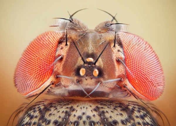 Drosophila melanogaster gyümölcslégy extrém makró közelről — Stock Fotó