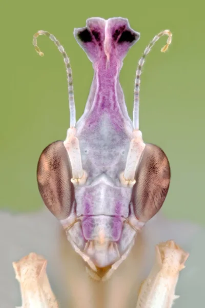 Idolomantis diabolica portrét makro — Stock fotografie