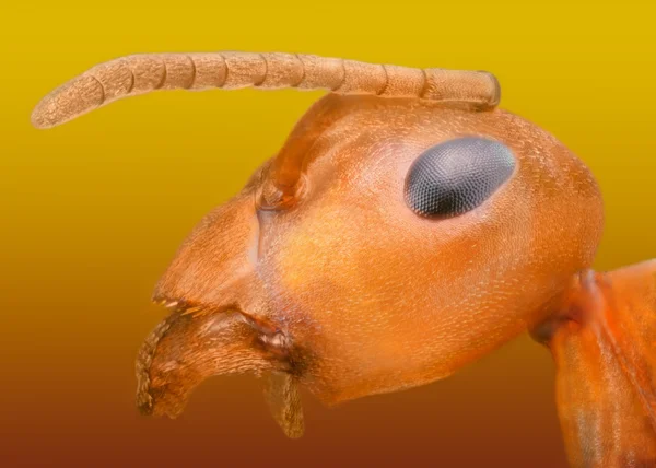 Formica rufa extrema macro cabeza de hormiga —  Fotos de Stock
