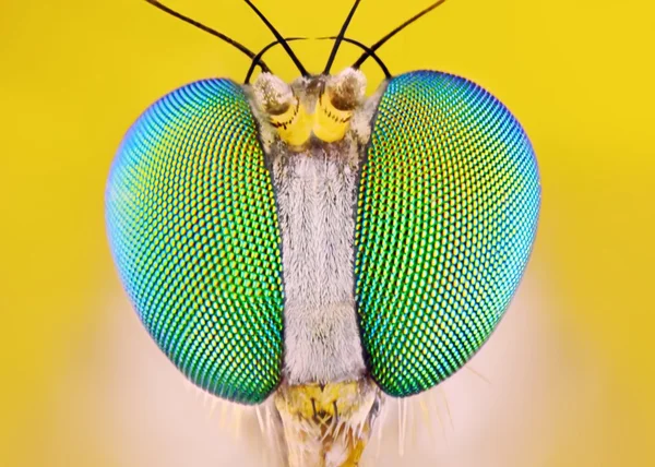 Macro estremamente affilato e dettagliato di mosca con zampe lunghe 2 mm — Foto Stock