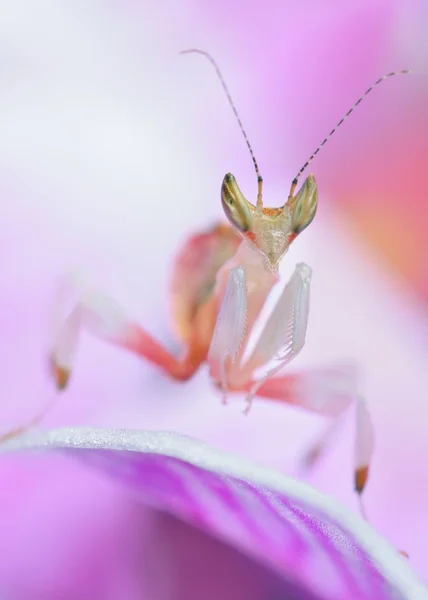 Hymenopus coronatus macro, asombrosa ninfa sub imago de mantis orquídea — Foto de Stock