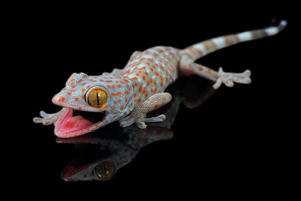 Toke gecko frightening macro on black background — Stock Photo, Image