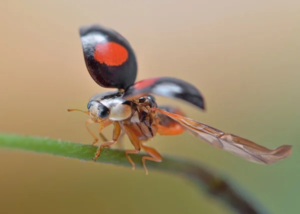 Incrível macro polonês selvagem joaninha começando — Fotografia de Stock