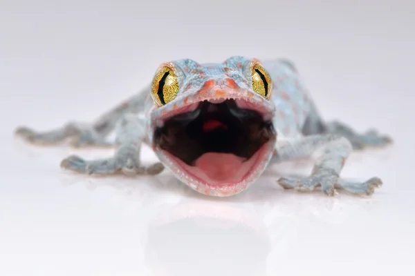 Toke gecko beangstigend macro op witte achtergrond — Stockfoto