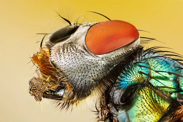 Estudo muito nítido e detalhado da cabeça da mosca empilhada — Fotografia de Stock