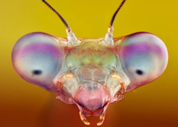 Prohierodula picta mantis Makro isoliert — Stockfoto